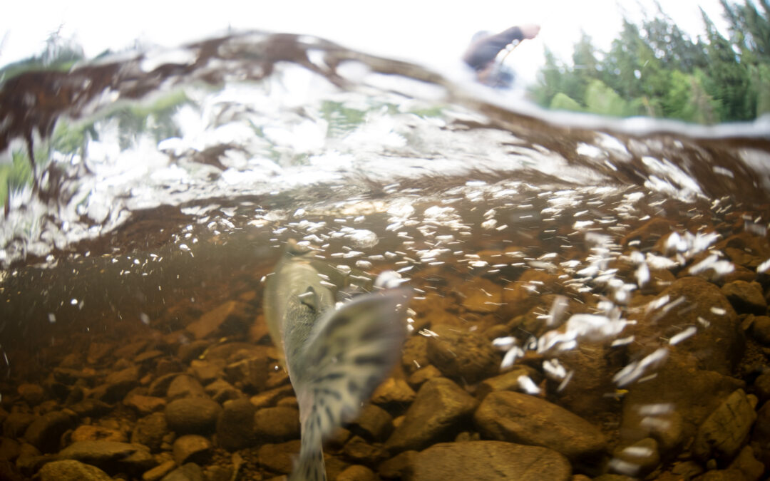 Walker Administration Rejects Salmon Protections, Weakens Law