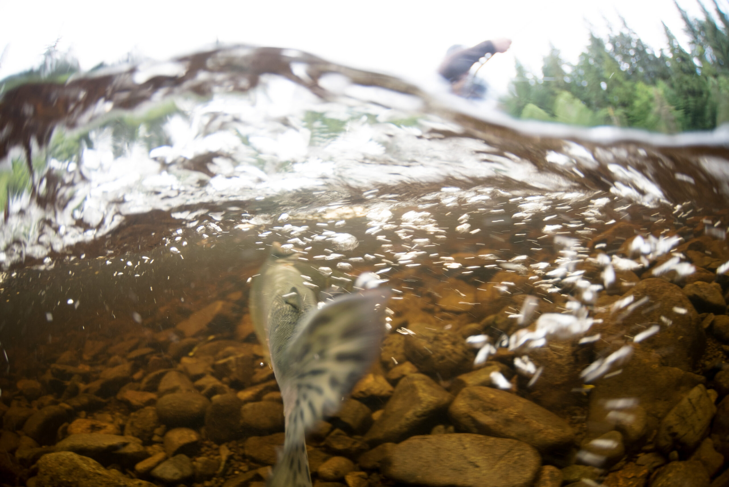 Cook-Inlet-Lake-Clark-National-Park-and-Preserve