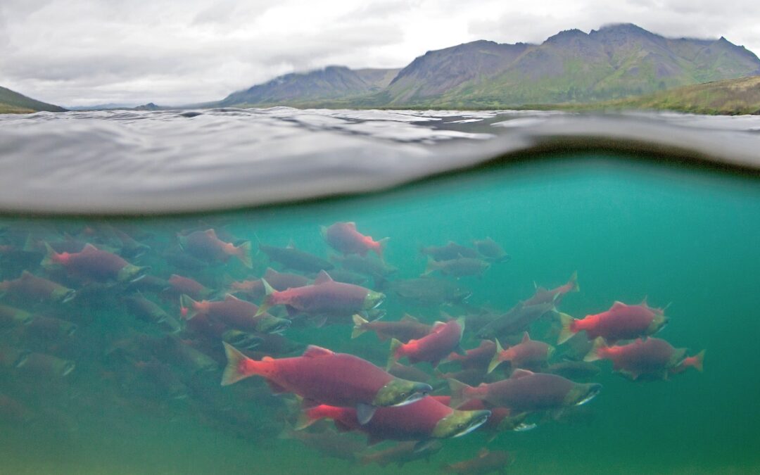 Pebble: When NO means NO