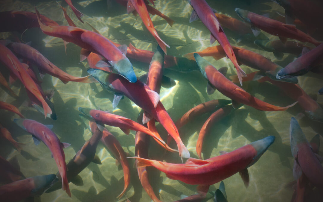 Inletkeeper joins Alaska Native Tribes in Lawsuit To Protect Fish from Donlin Mine