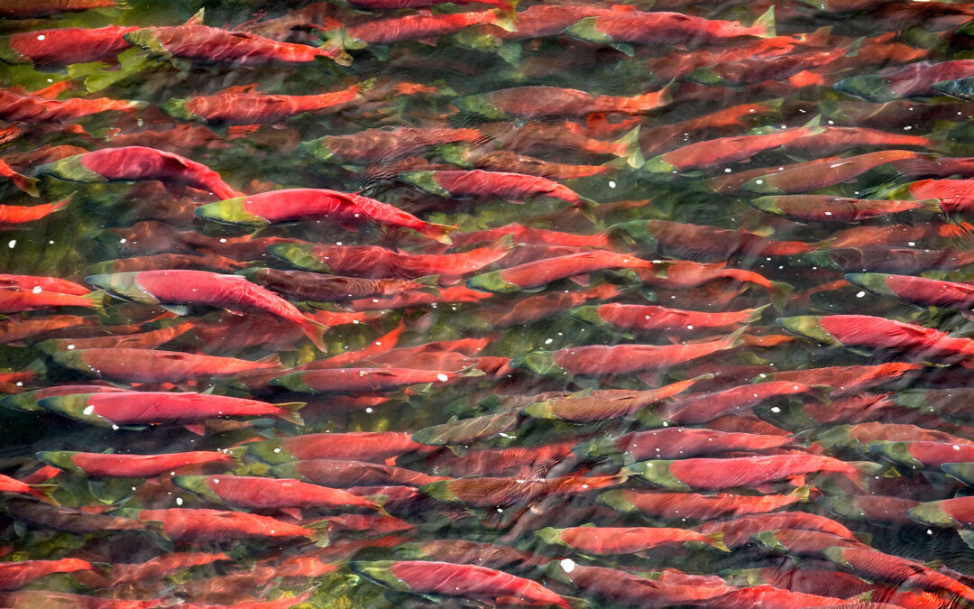 Pebble Lies & Lobbyists