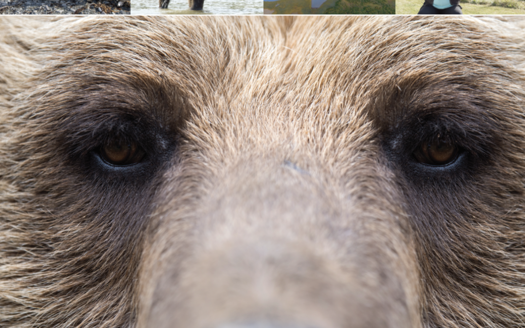 Pebble Redux: The Bears of Amakdedori | Full Film Now Online