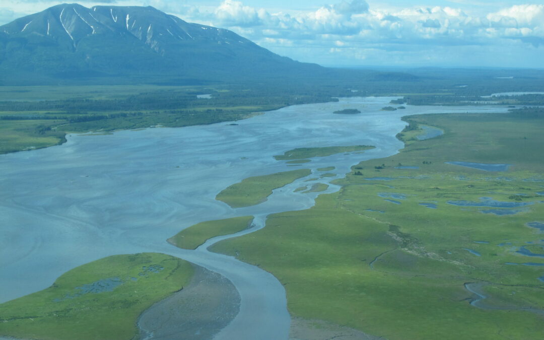 Chinook salmon declines related to changes in freshwater conditions