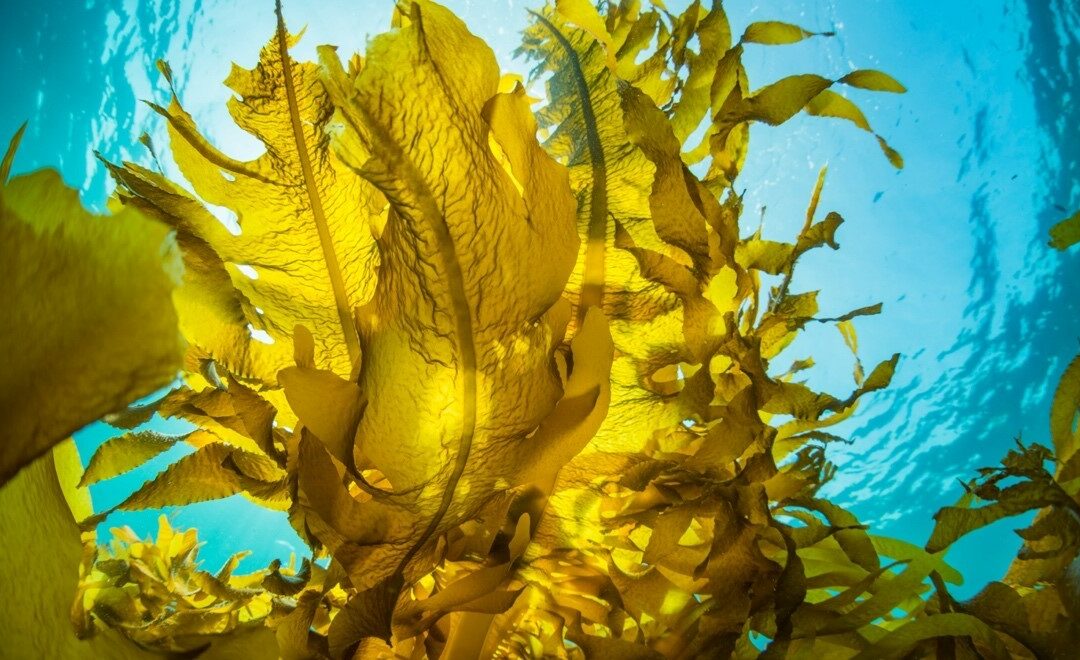 GreenWave’s Regenerative Ocean Farming: A Case Study in Generating Ecosystem Services