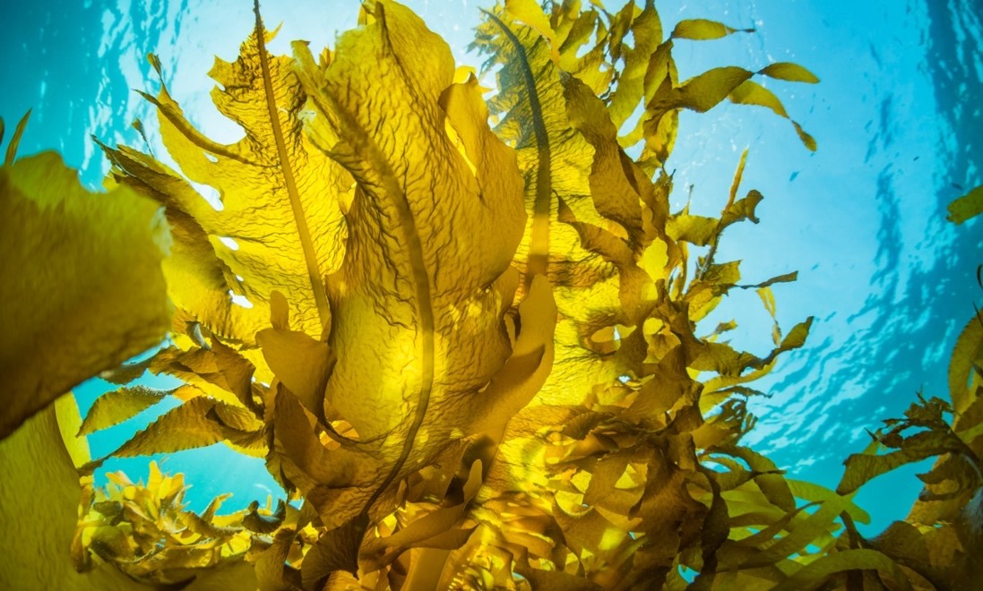 GreenWave’s Regenerative Ocean Farming: A Case Study in Generating Ecosystem Services