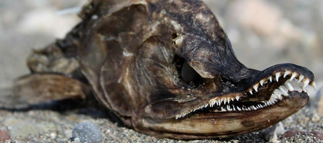 Is the Pebble Mine Dead?