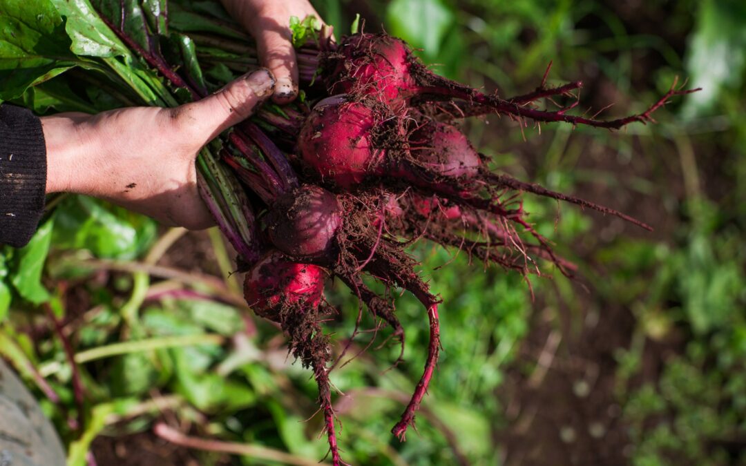 Living, Working, & Farming in a Salmon Landscape: Embracing an Alaskan Land Ethic