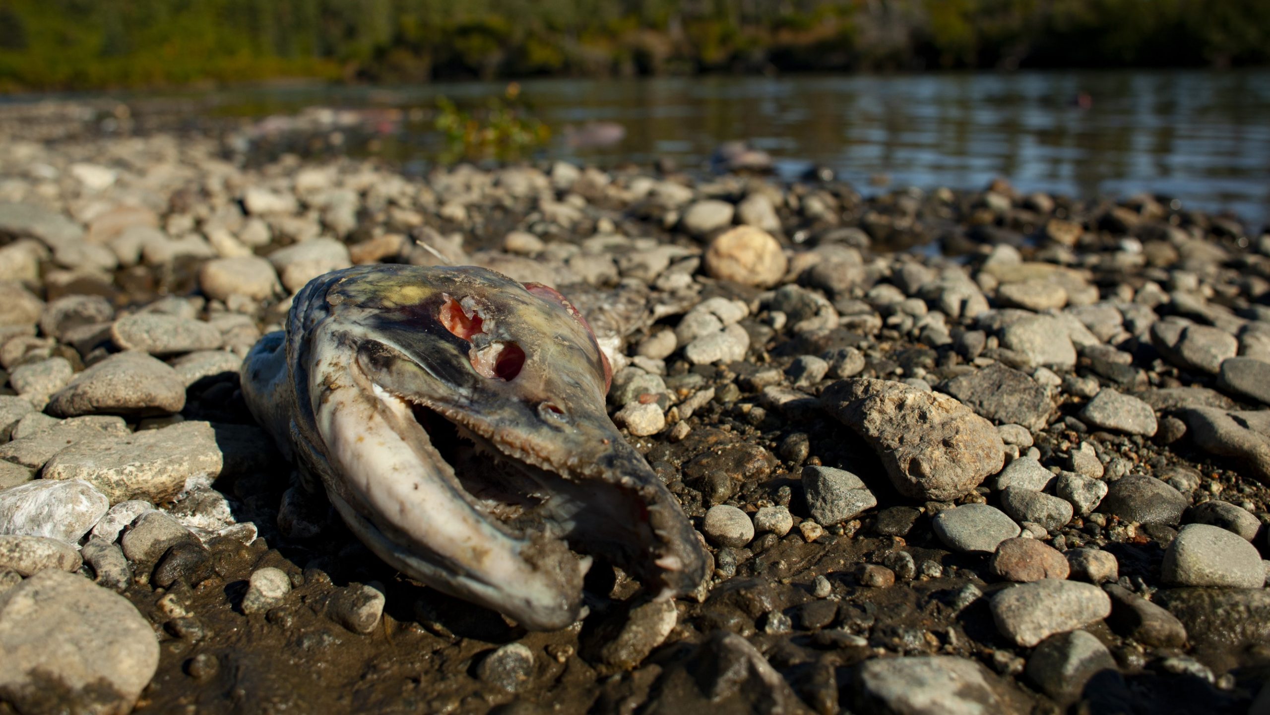 Fish Should Not Be Controversial