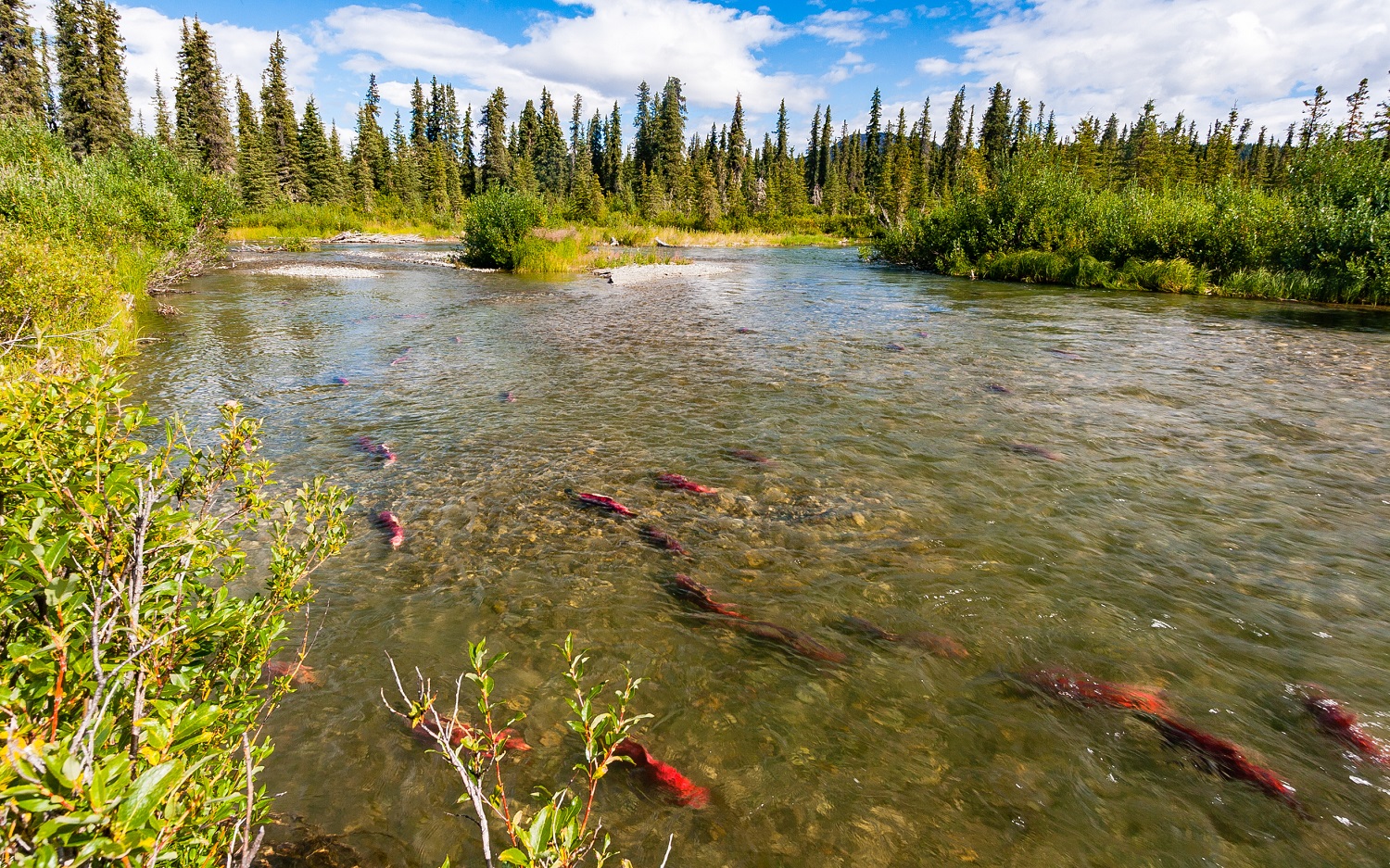 Cook-Inlet-Lake-Clark-National-Park-and-Preserve