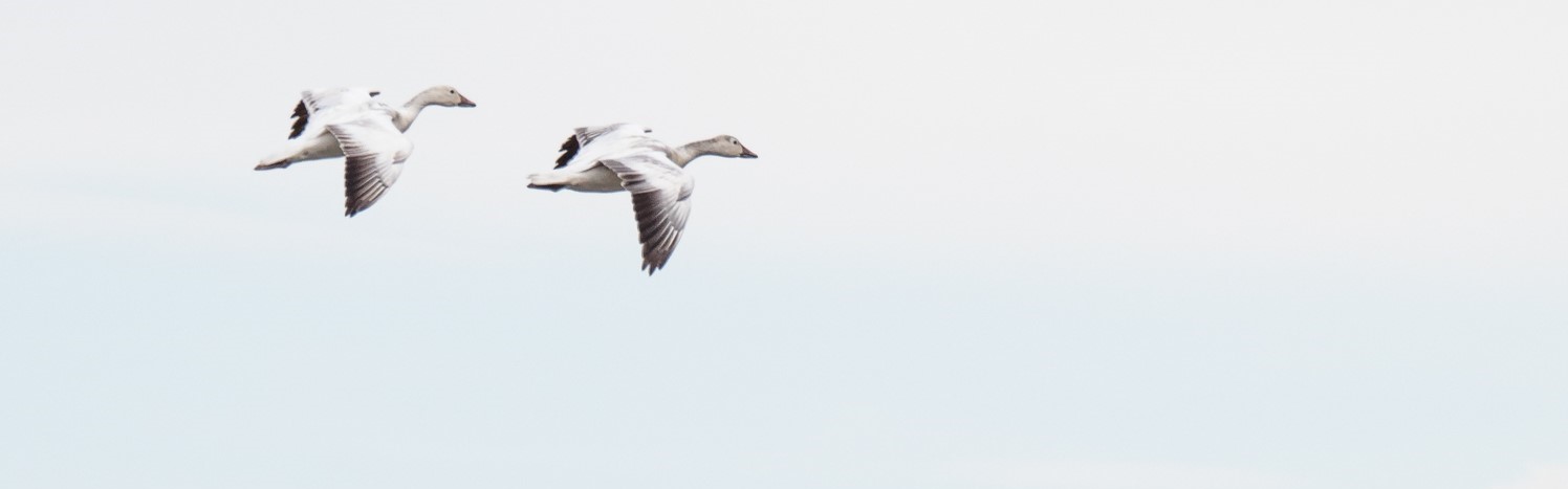 Cook-Inlet-Lake-Clark-National-Park-and-Preserve