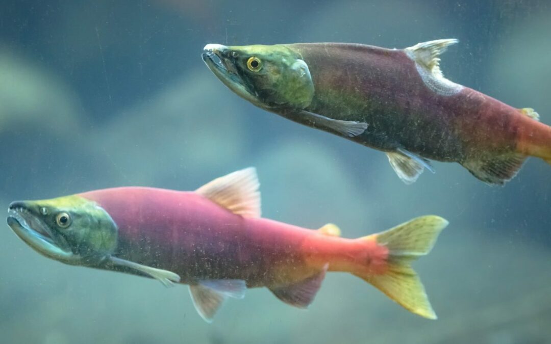 Alaskans Still have the Freedom to Choose a Future with Salmon