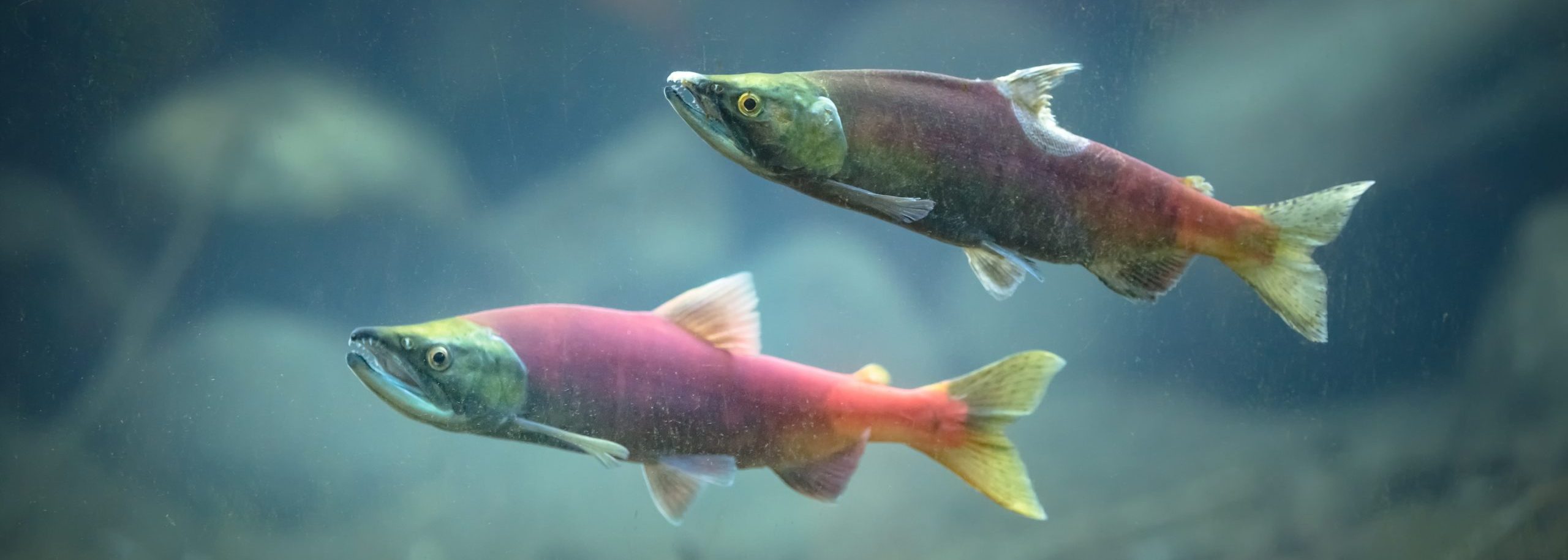 Cook-Inlet-Lake-Clark-National-Park-and-Preserve