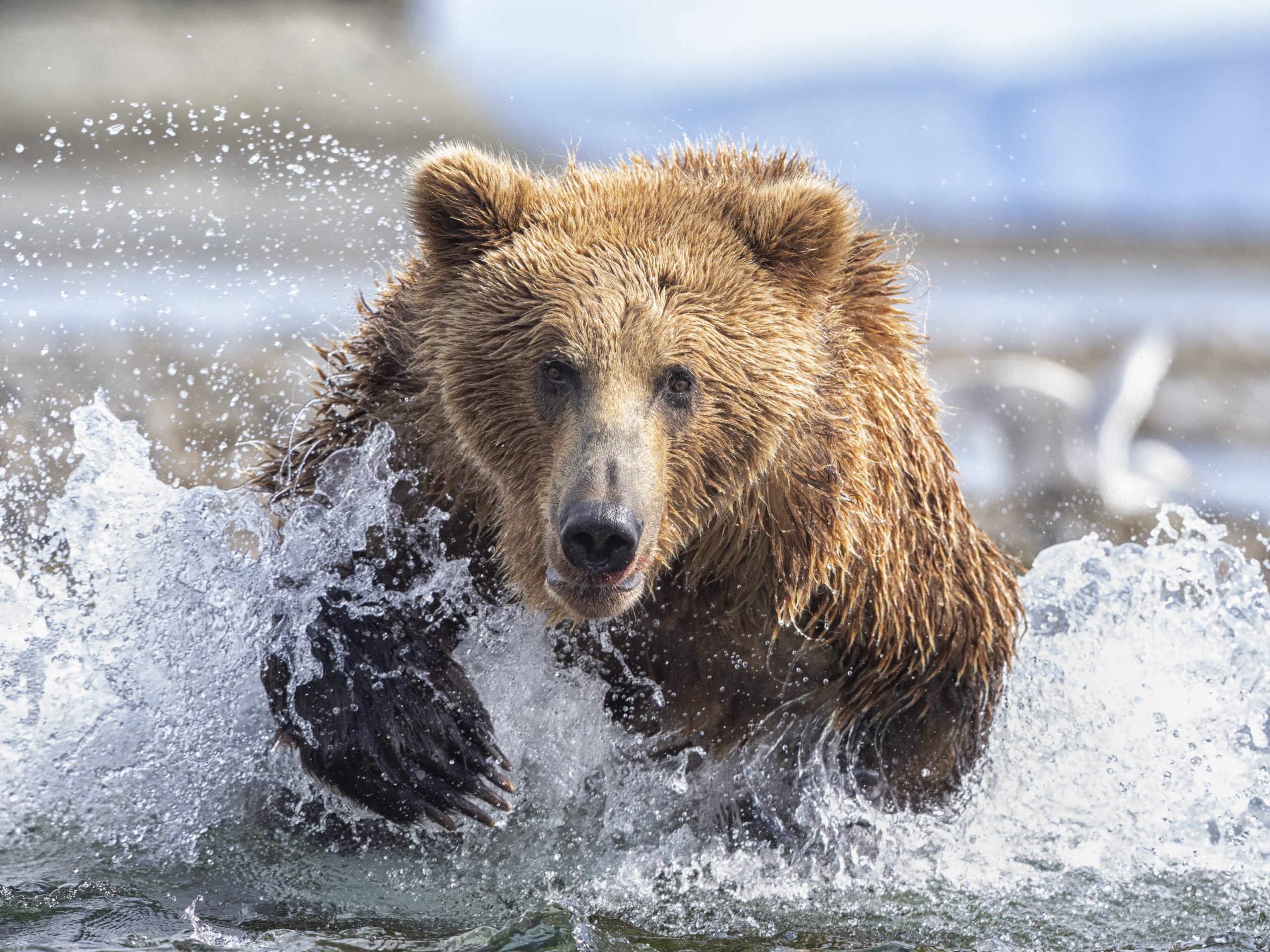 Cook-Inlet-Lake-Clark-National-Park-and-Preserve