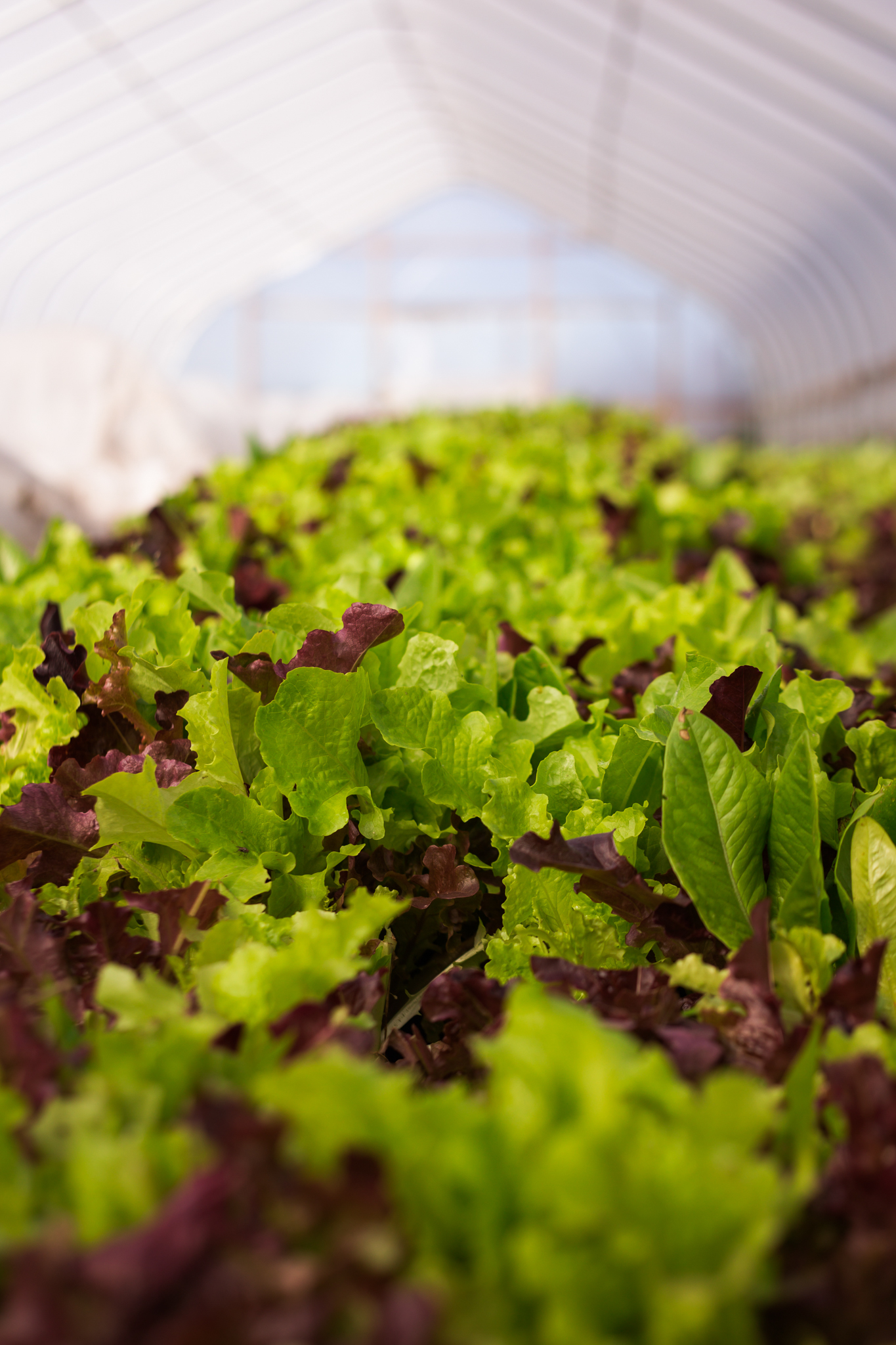 In Pursuit of a Better Alaska Food System for All