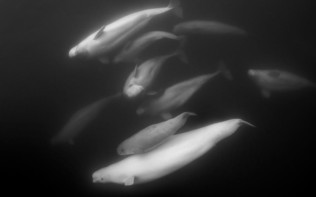 NEW COOK INLET BELUGA WHALE ABUNDANCE ESTIMATE HIGHLIGHTS UNCERTAINTY INSTATUS AND UNDERSCORES NEED FOR PRECAUTIONARY MANAGEMENT APPROACH