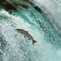 Salmon jumping up waterfall