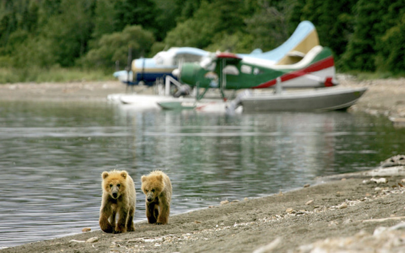 Bear viewing economic impact Alaska