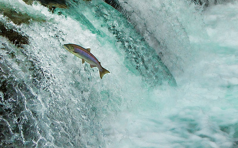 Fish Swimming up Waterfall