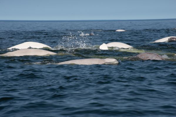 Federal Court Reverses Offshore Oil Lease Sale 258 That Threatened Belugas off Alaska’s Coast