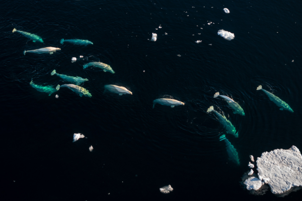 Beluga Protections in Tuxedni Bay