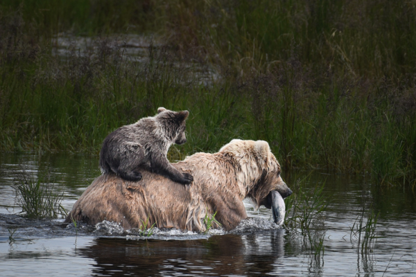 Make an Impact with your PFD