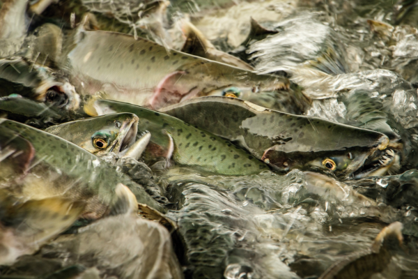 Alaska’s Flawed Water Rights Do Not Safeguard Wild Salmon