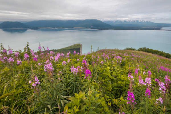 Proposed Johnson Tract Gold Mine Threatens Endangered Belugas and Would Industrialize Tuxedni Bay