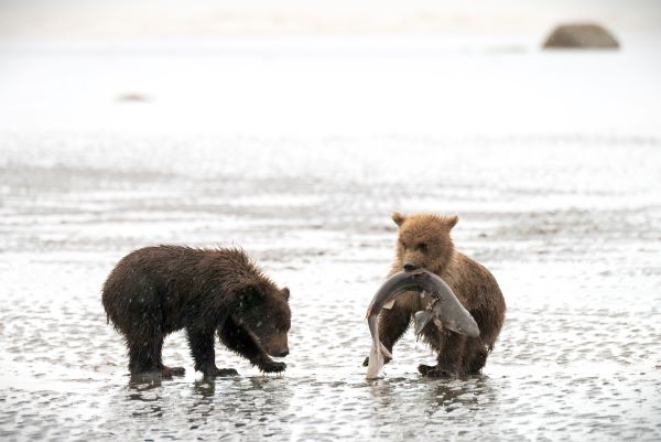 Lake Clark Bears
