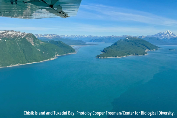 Lawsuit Filed to Shield Belugas and Waters from Johnson Tract Mine