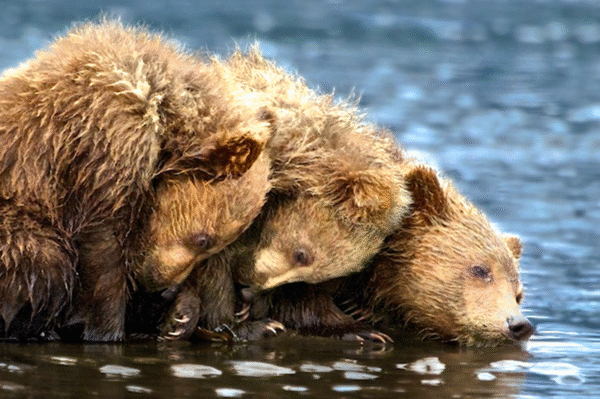 Brown Bears in the Crosshairs of the Johnson Tract Mine Project