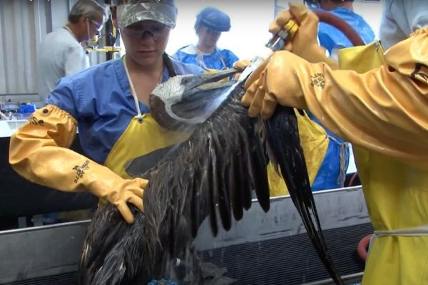 Giving CPR to the Unbeating Heart of the Oil & Gas Industry — While First Responders and Marine Life Gasp for Breath