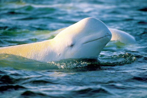 Saving the Canaries of the Sea from the Johnson Tract Mine