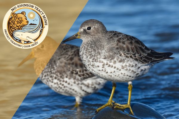 Johnson Tract: A Barrier Across One of the Last Great Bird Skyways